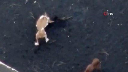 La Palma'da lavlar arasında kalan hayvanlara dronelarla yiyecek dağıtılıyorLa Palma'da patili dostlar unutulmadı