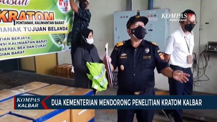 Jadi Potensi Daerah, Kratom Didorong Kemenkes dan Kementan untuk Diteliti