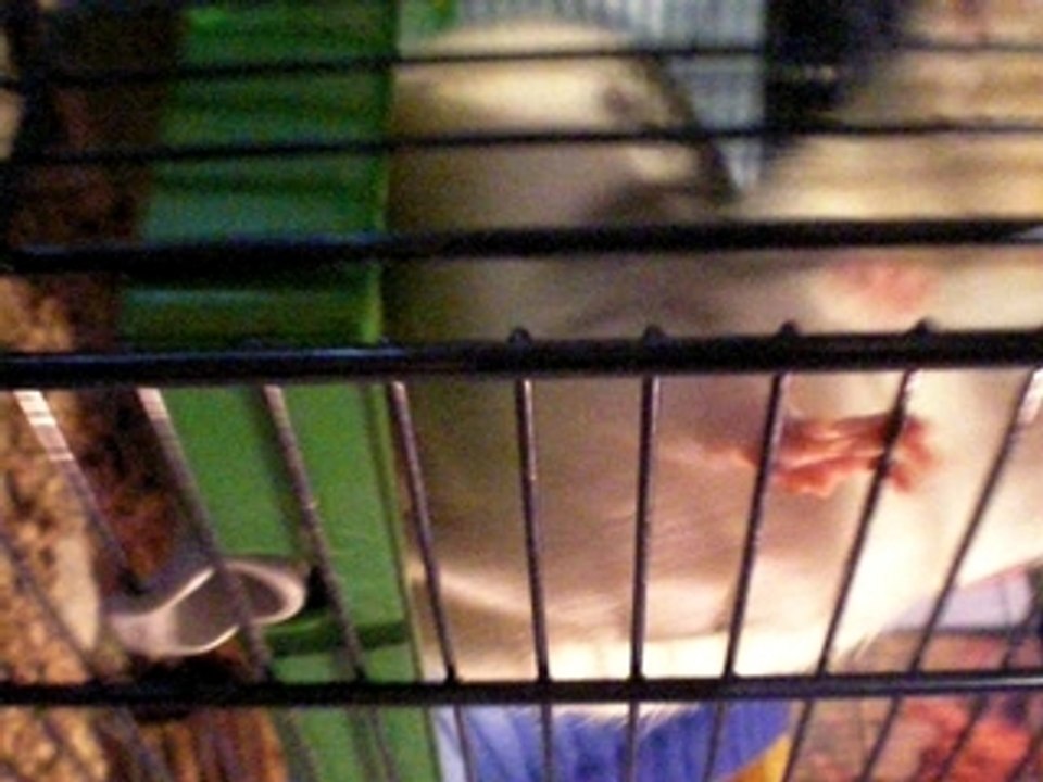 Mes rattes sont folles xD