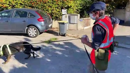Des chiens détectent les fuites sur les réseaux d'eau potable grâce à leur odorat
