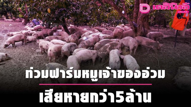 ท่วมฟาร์มหมูเจ้าของอ่วม เสียหายกว่า5ล้าน | ชนคลิปข่าว 14/10/64 เดลินิวส์
