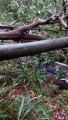 Vento forte derruba árvores em rodovias da região de Umuarama
