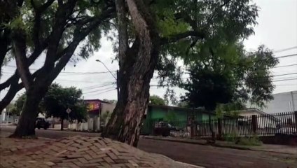 Árvore cai sobre fiação e quase arranca calçada de paver na Rua Marechal Cândido Rondon