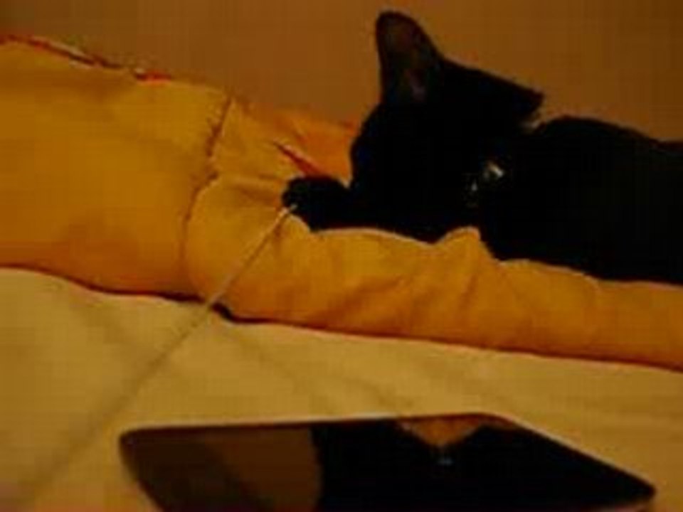 Chat Noir VS Ipod Touch 1 [KEOXPROD]