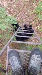 Bear Climbs Up Tree Stand