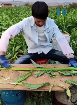 Highly Intelligent Fastest Workers 2021 ✅ Next Level Skills Here _3