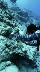Eel Greets Diver in Maldives