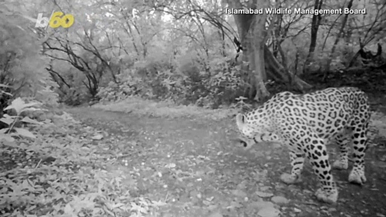 Leaping Leopards! Wildlife Sanctuary in Pakistan Hopes To Increase Its Big Cat Numbers!