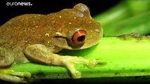 Descubren en Costa Rica una bacteria en la piel de las ranas para ayudar a frenar su extinción