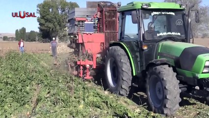 Şeker pancarını kuraklık vurdu