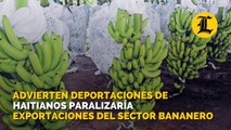 Advierten deportaciones de haitianos paralizaría exportaciones del sector bananero