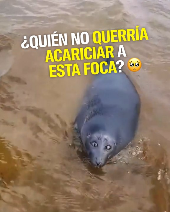 La mirada de esta foca te va a derretir