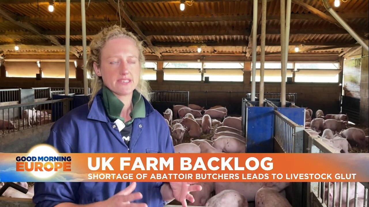 Pigs pile up as Brexit and COVID leave UK farms with butcher shortfall