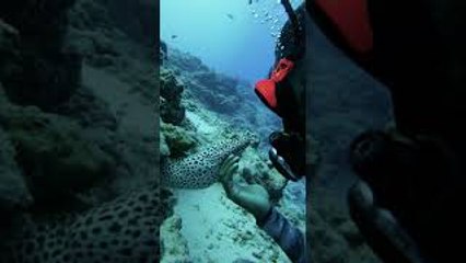 Eel Greets Diver in Maldives