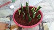 Snake Plant Propagation From Cuttings in COCO Peat - Sansevieria