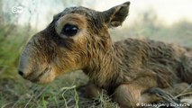 Comeback kids: Saiga antelope