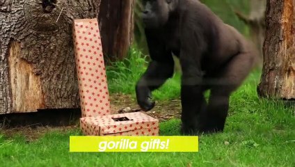 London Zoo’s Gorillas Open Gifts Ahead of Christmas!
