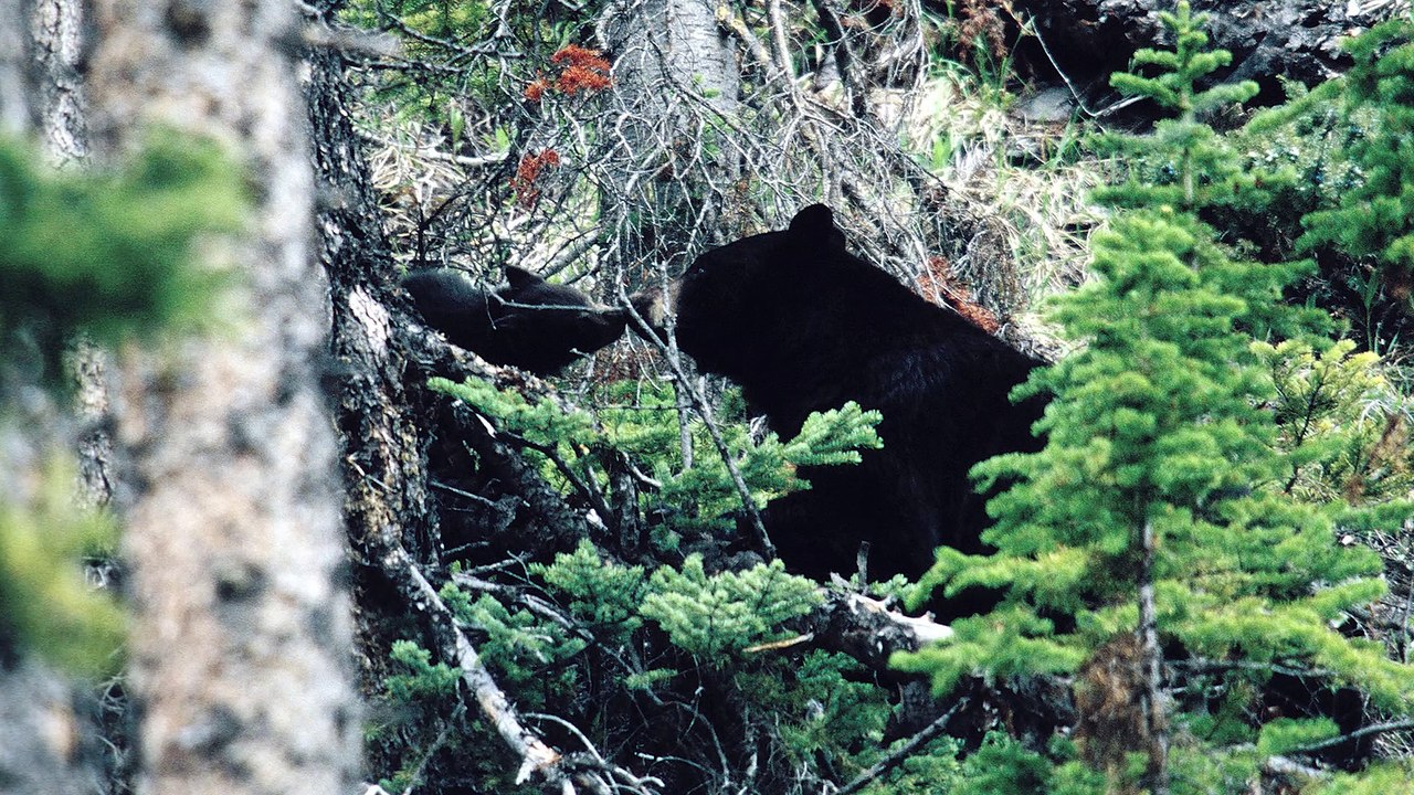 La fauna americana,  juegos y crecimiento de cachorros, crías y polluelos