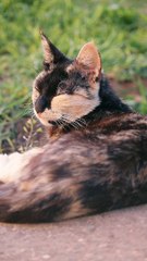 Sleepy Cat #cute video #PetsTV