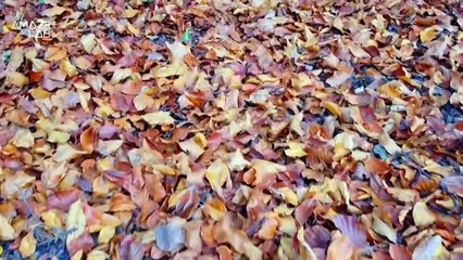 How One Student Is Turning Fallen Leaves Into Paper To Save The Environment