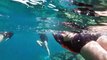 Colônia de leões-marinhos resiste à ameaça no México