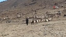 5 bin lira maaş ile çalışacak çoban bulamıyorlar