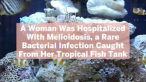 A Woman Was Hospitalized With Melioidosis, a Rare Bacterial Infection Caught From Her Tropical Fish Tank