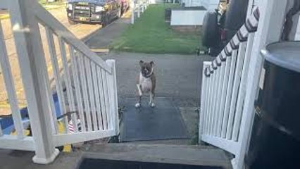 Boxer Leaps Up Steps in Slo-Mo