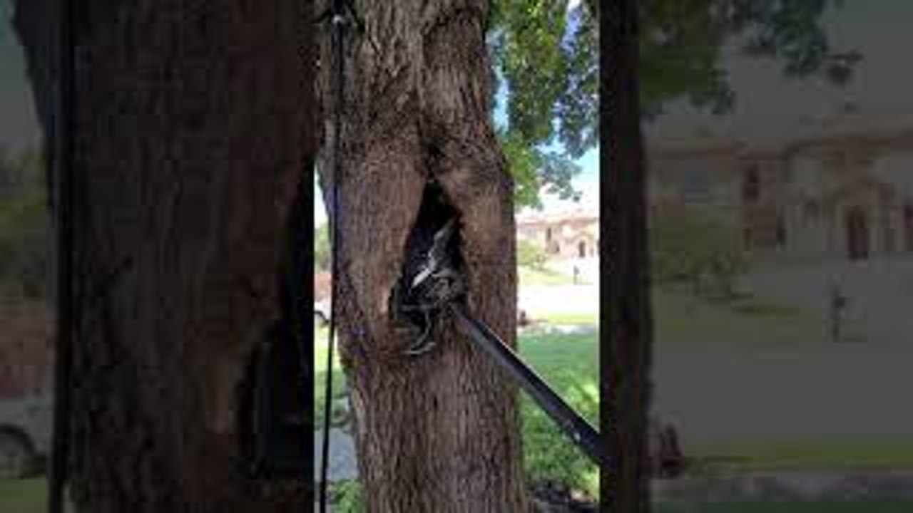 Tree Swallows Junction Box