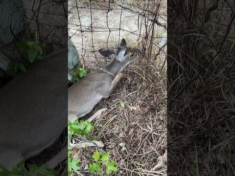 Rescuing a Fawn Whitetail Deer Stuck in Fence