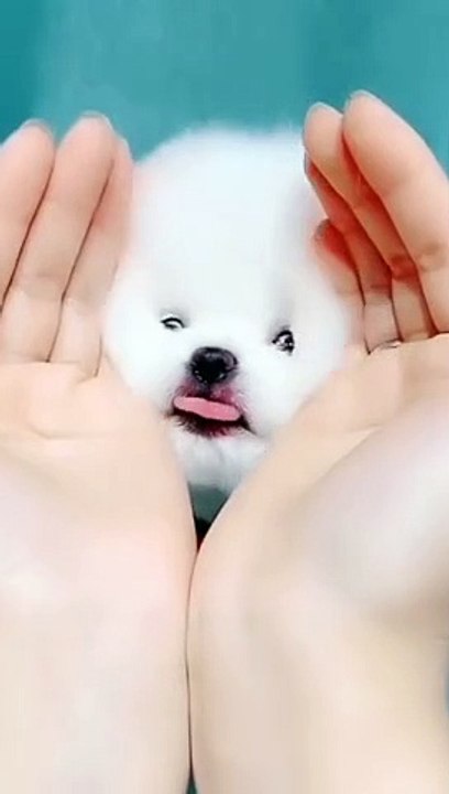 Funny and Cute Dogs Videos Compilation 2021