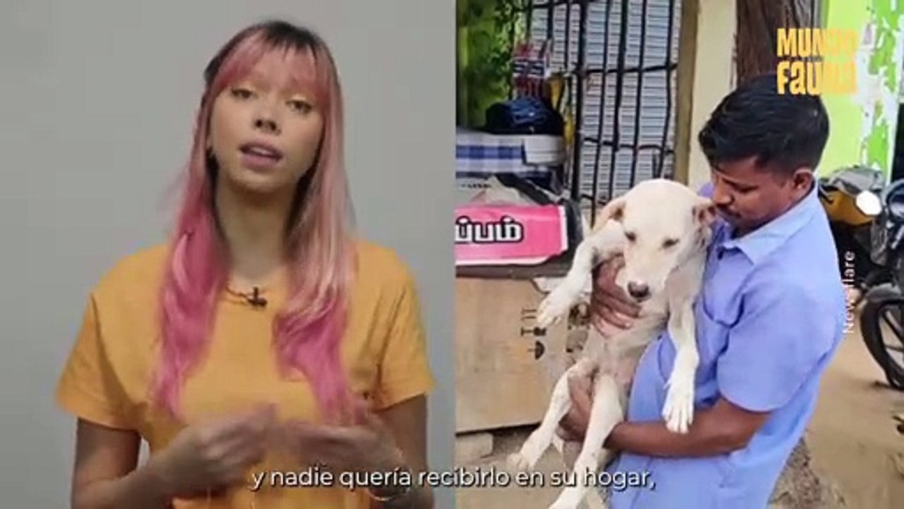 Amable pareja en India diseña silla de ruedas para perro callejero lisiado