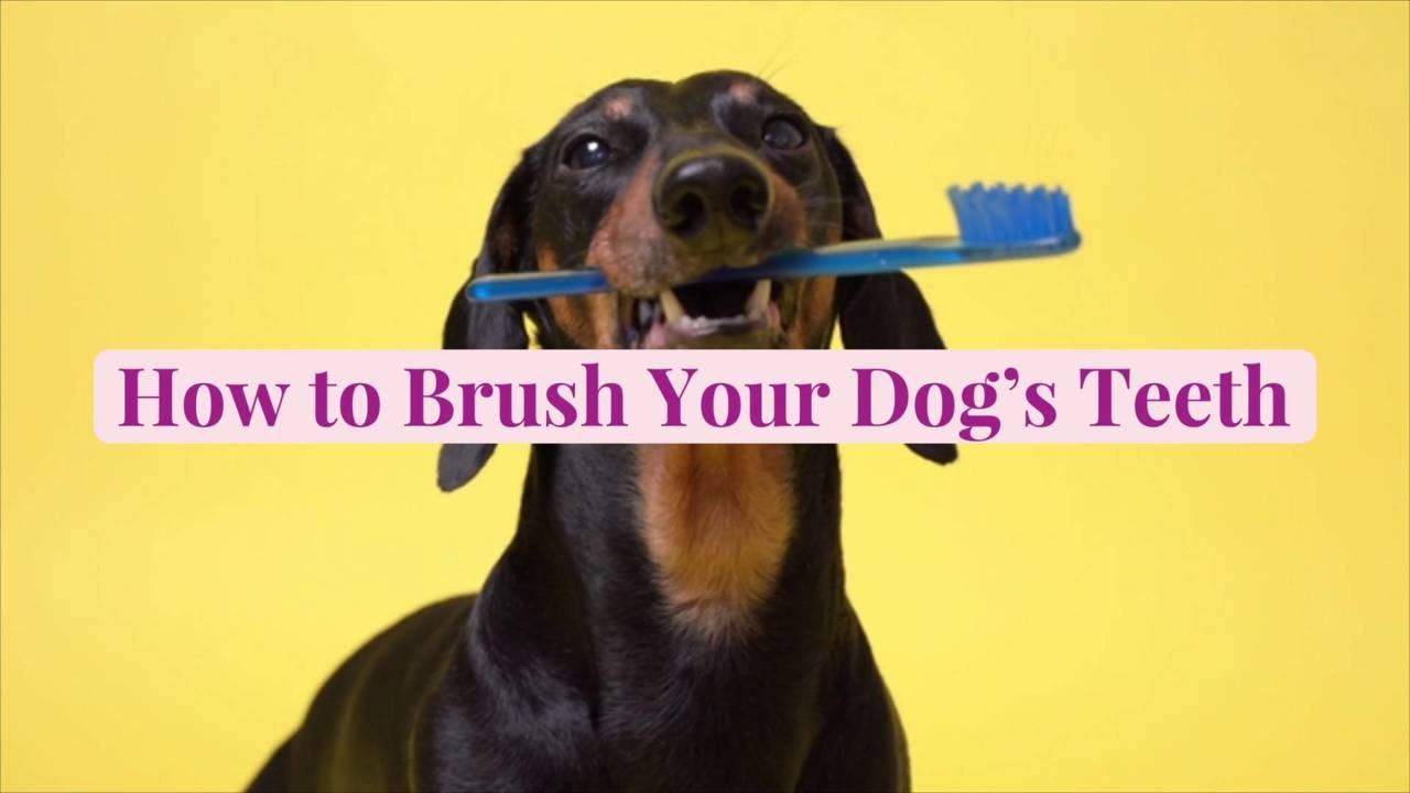 How to Brush Your Dog's Teeth