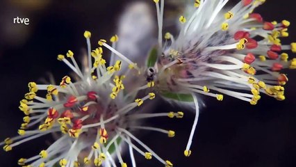 El Kunsag_ La vida secreta de la gran llanura hung. Documental.