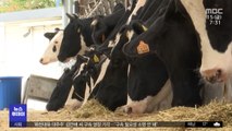 [재택플러스] 농심 울리는 '축산 악취'‥미생물 보조 사료로 완화