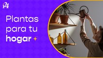 Cinco plantas que traen buenas energías para tu hogar