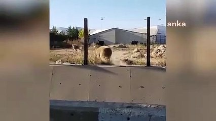 Hayvanat bahçesinde skandal iddia: ''16 kurt bahis için ayının üzerine salındı''