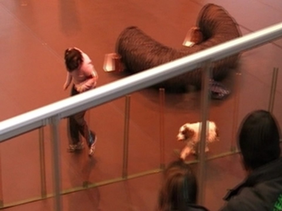 PolèneJumping