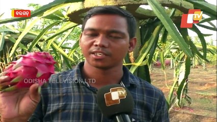 Special Story | Bargarh Farmer Rewrites His Destiny With Dragon Fruit Farming