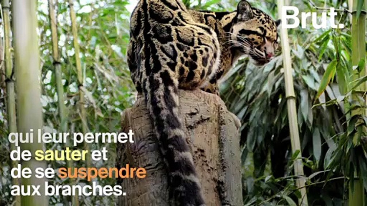 La panthère nébuleuse : un félin arboricole