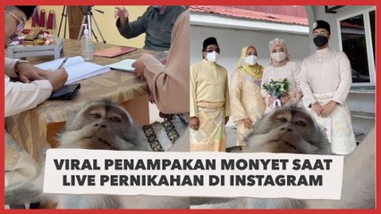 Viral Penampakan Monyet Saat Live Pernikahan di Instagram, Ternyata Salah Pilih Filter!
