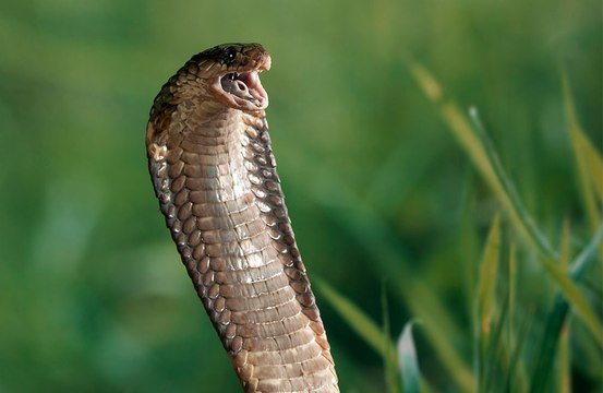 Woman petrified after finding snake in her toilet