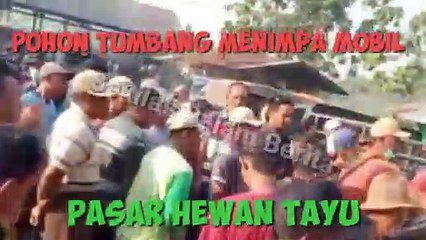 MOBIL TERTIMPA POHON TUMBANG DI PASAR HEWAN TAYU, PATI
