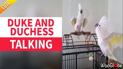 'Woman catching up with talkative pet cockatoos after a busy day'