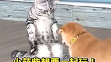 小萌柴想要一起玩！ 貓嚇到站起來倒彈好幾步｜Cute Shiba Inu Played with A Cat