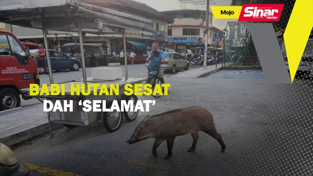 Babi hutan sesat dah ‘selamat’