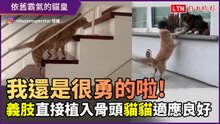 「我還是很勇的！」義肢直接植入骨頭　貓咪適應良好還會打架