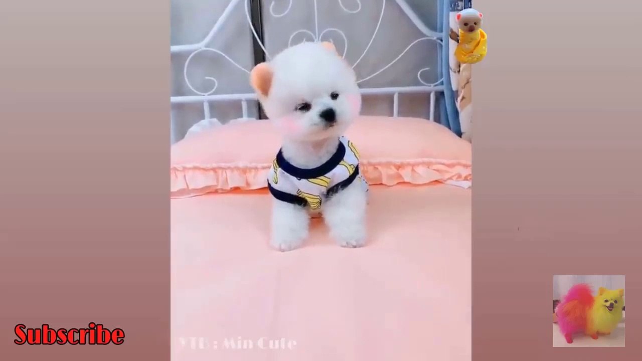 This is awesome cute Pomeranian Funny puppies....