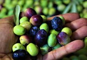 Tescille önü açılan Mut zeytinyağı Avrupa'ya ihraç edilmeye başladı