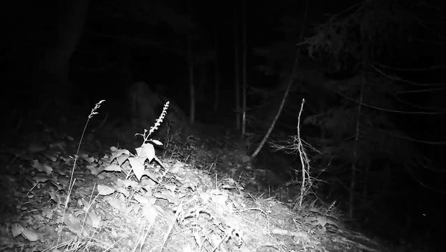 Ripreso un giovane orso che si aggira nei boschi del Friuli Venezia Giulia